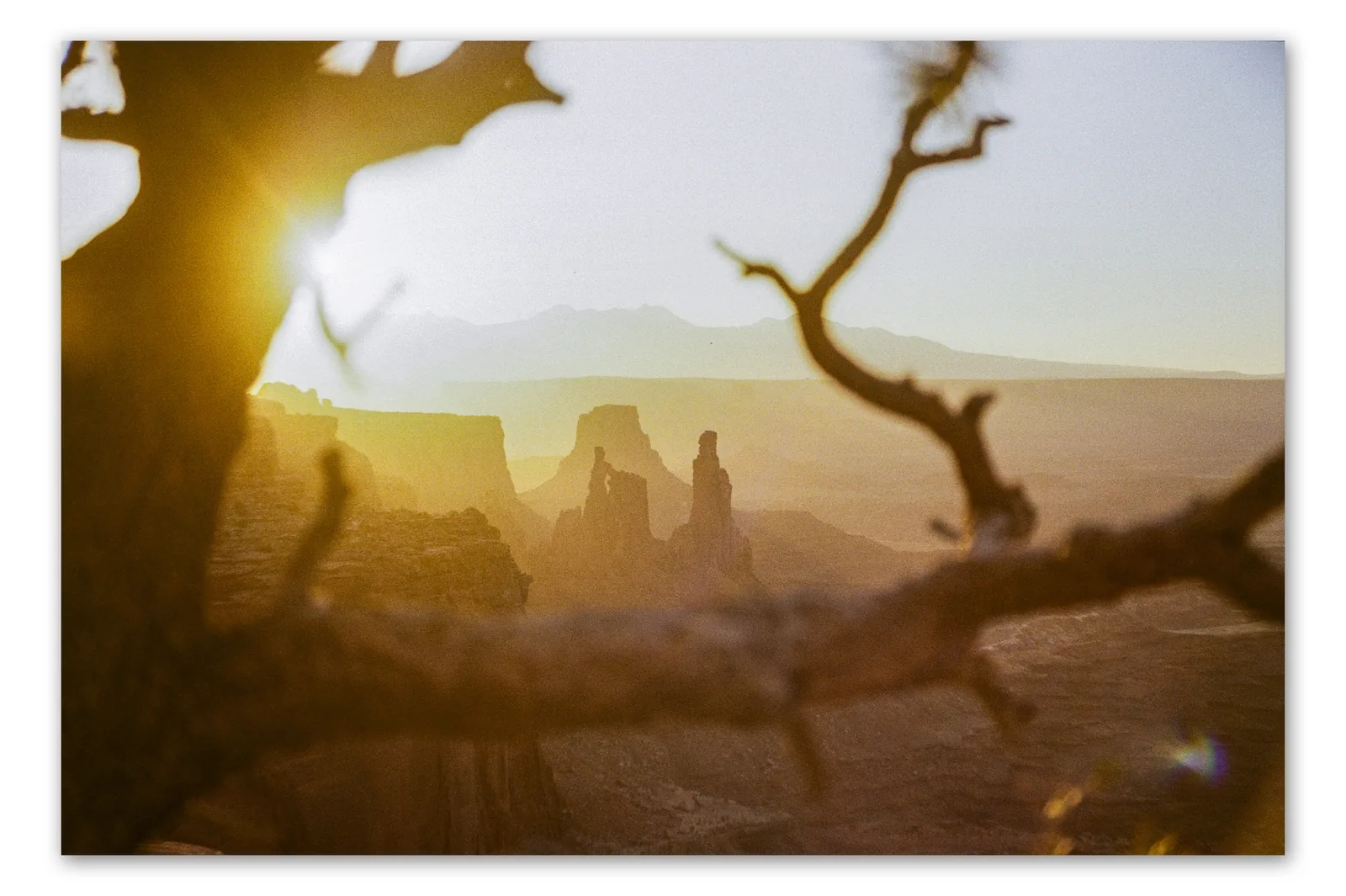 Sunrise behind a twisted juniper branch in the foreground, with sandstone spires and distant mountains in warm haze near Moab, Utah.